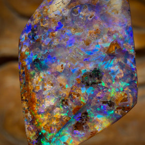 16.6cts - Gem Australian Boulder fossil replacment Opal