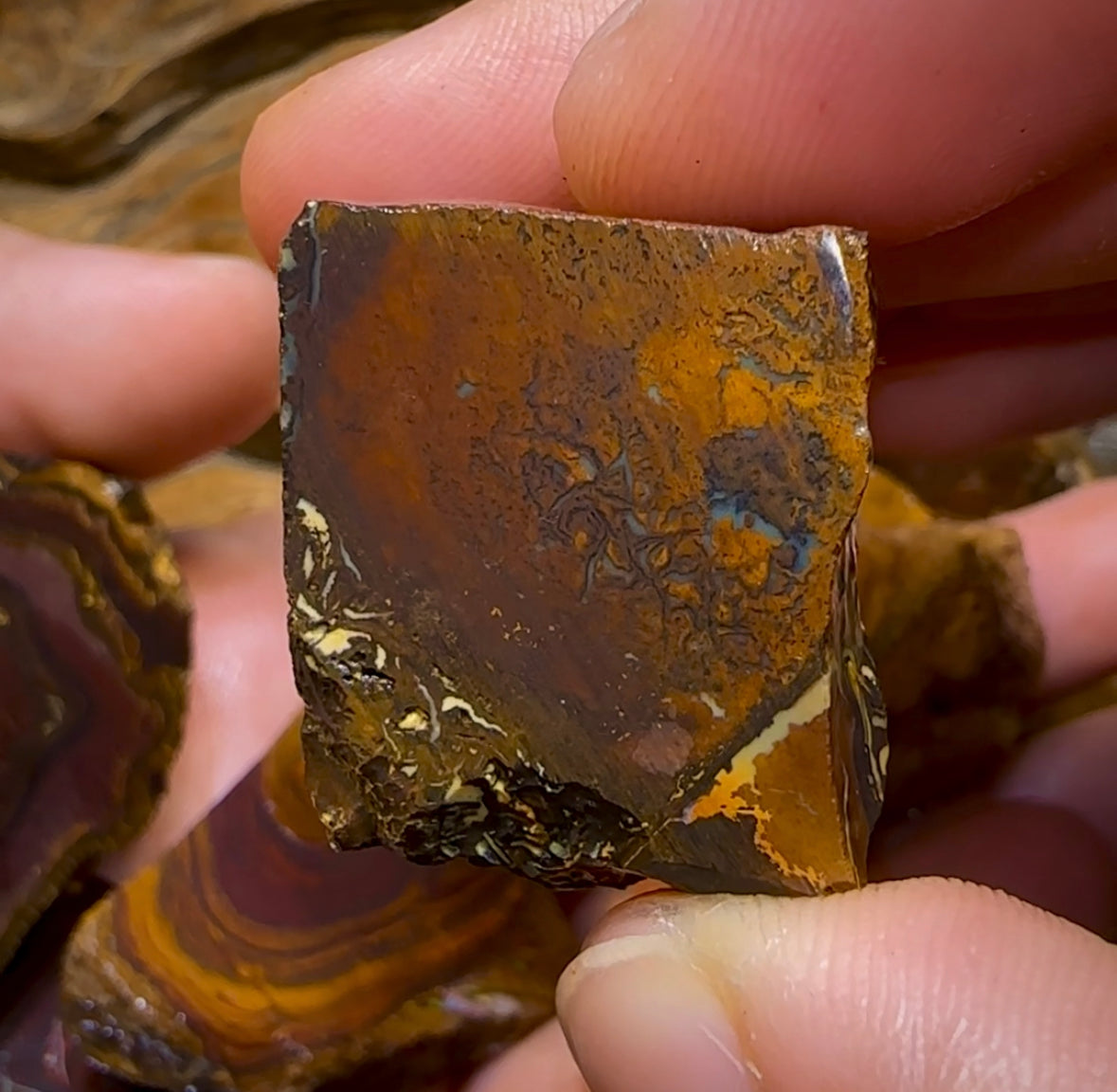 (Template) 233.8g- 7x Large Queensland Boulder Opal Rough Pieces - Opal Whisperers