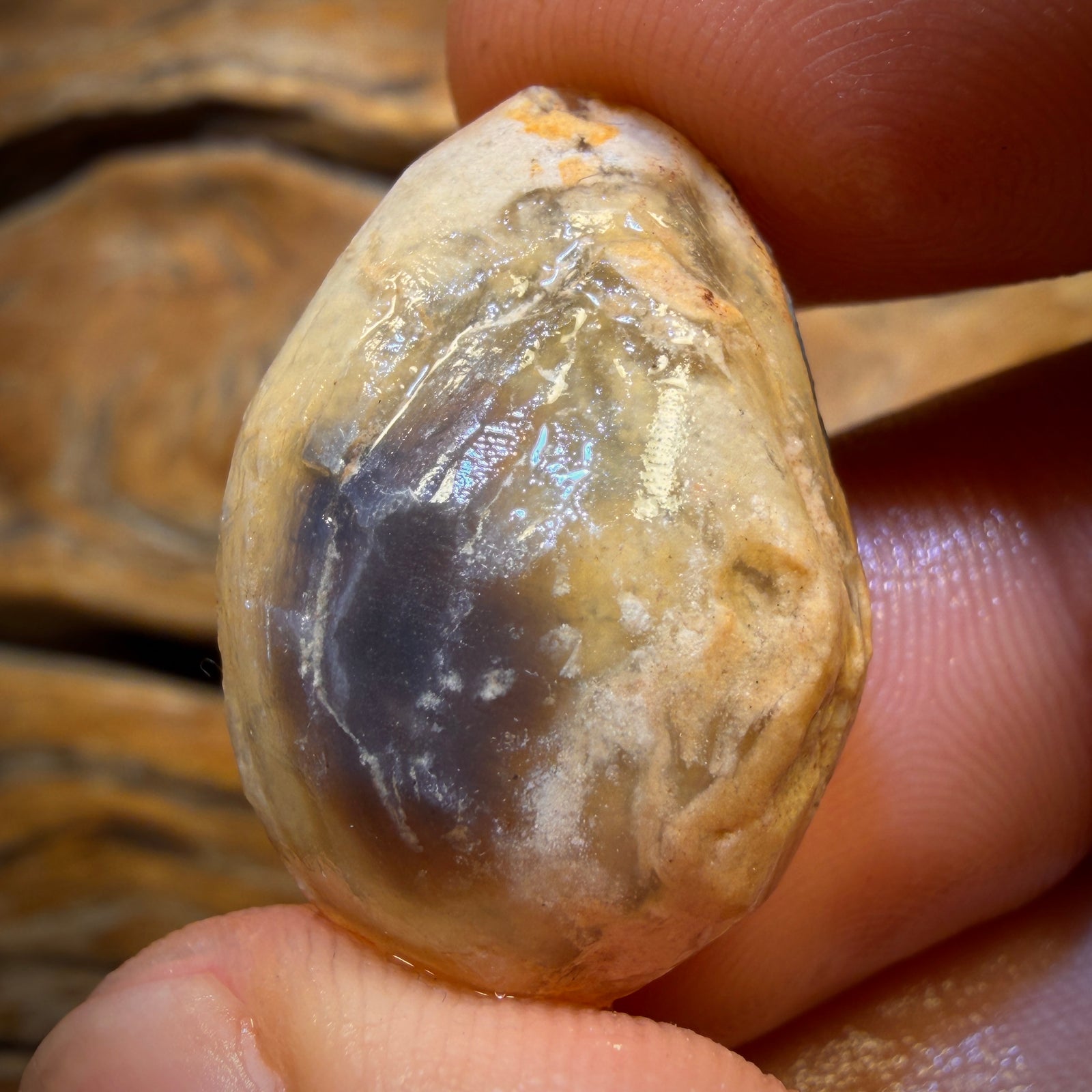 32.3cts - Opalised Shell Geological Specimen from South Australia. Featured on ‘Outback Opal Hunters’!