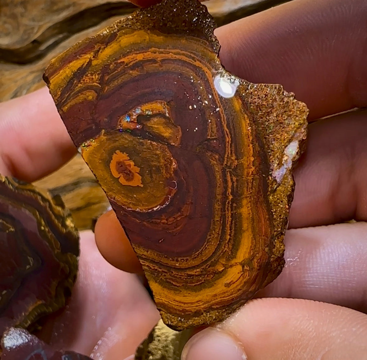 (Template) 233.8g- 7x Large Queensland Boulder Opal Rough Pieces - Opal Whisperers