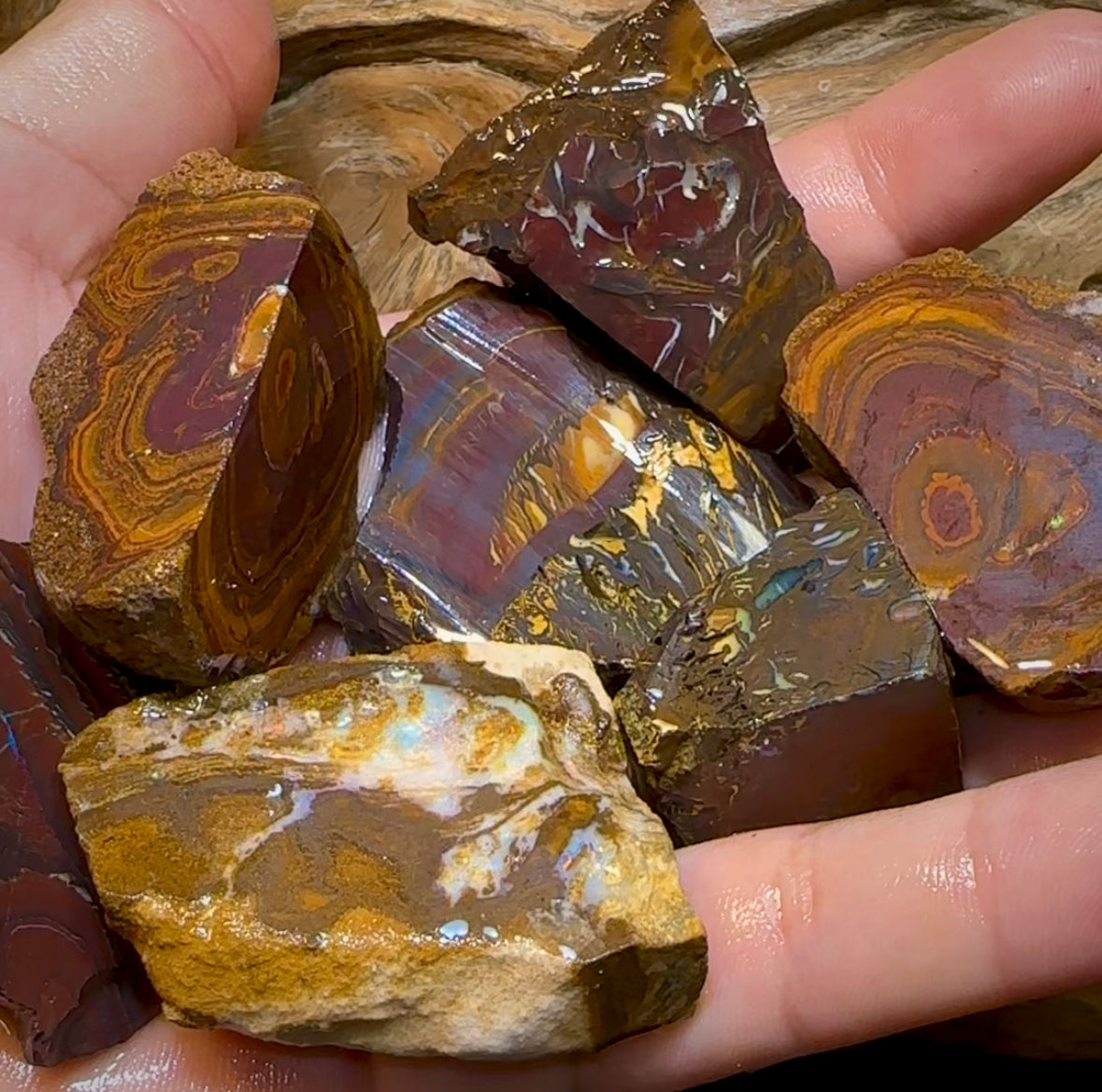 (Template) 233.8g- 7x Large Queensland Boulder Opal Rough Pieces - Opal Whisperers