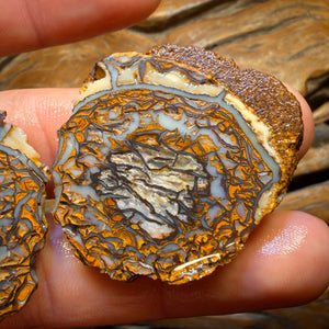 Wildcard! 112.8cts - Yowah Nut Tribal Opal Rough Specimen Pair
