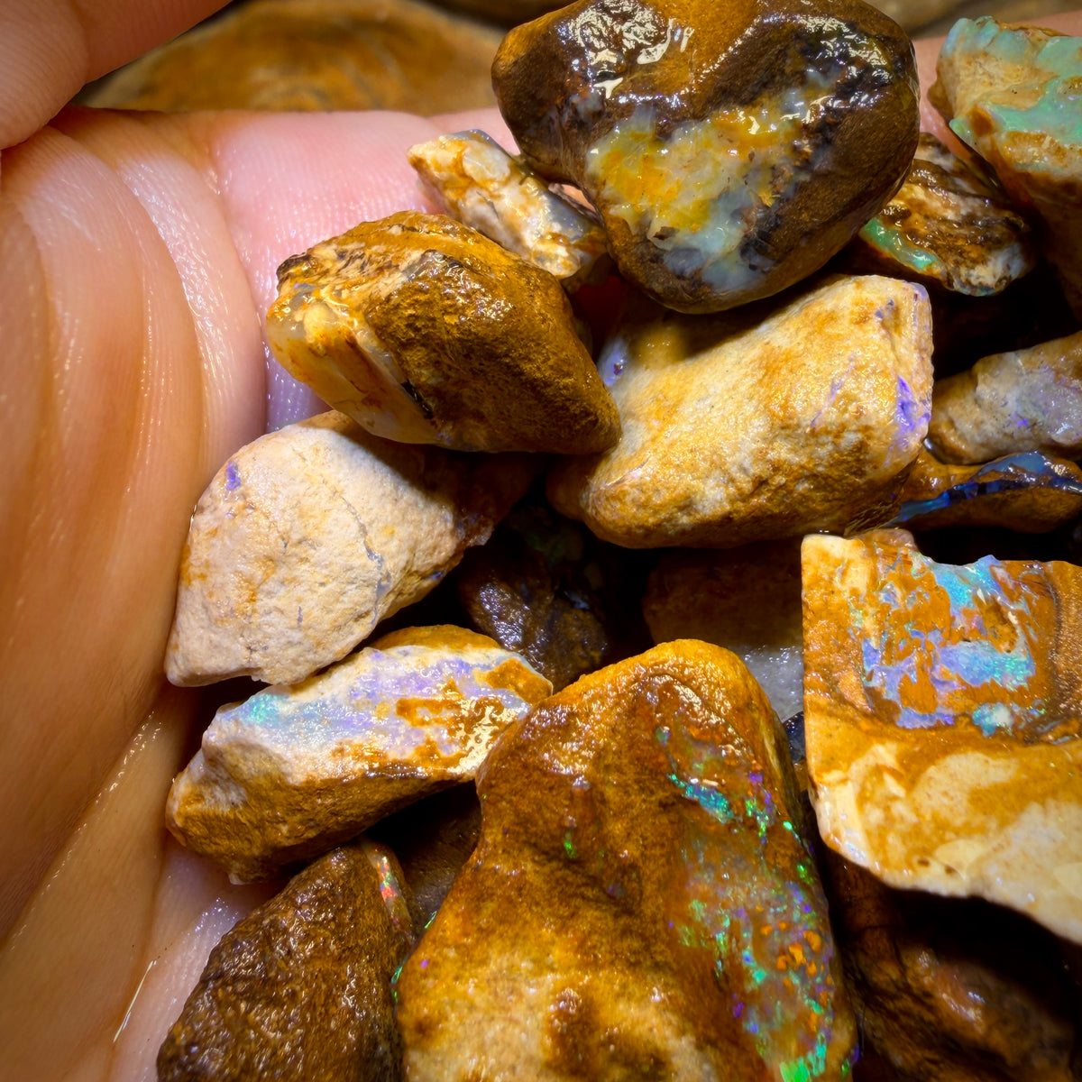 🔒451.1cts - 35x Opalised Wood/Vegetation Fossil Rough Parcel from Yowah