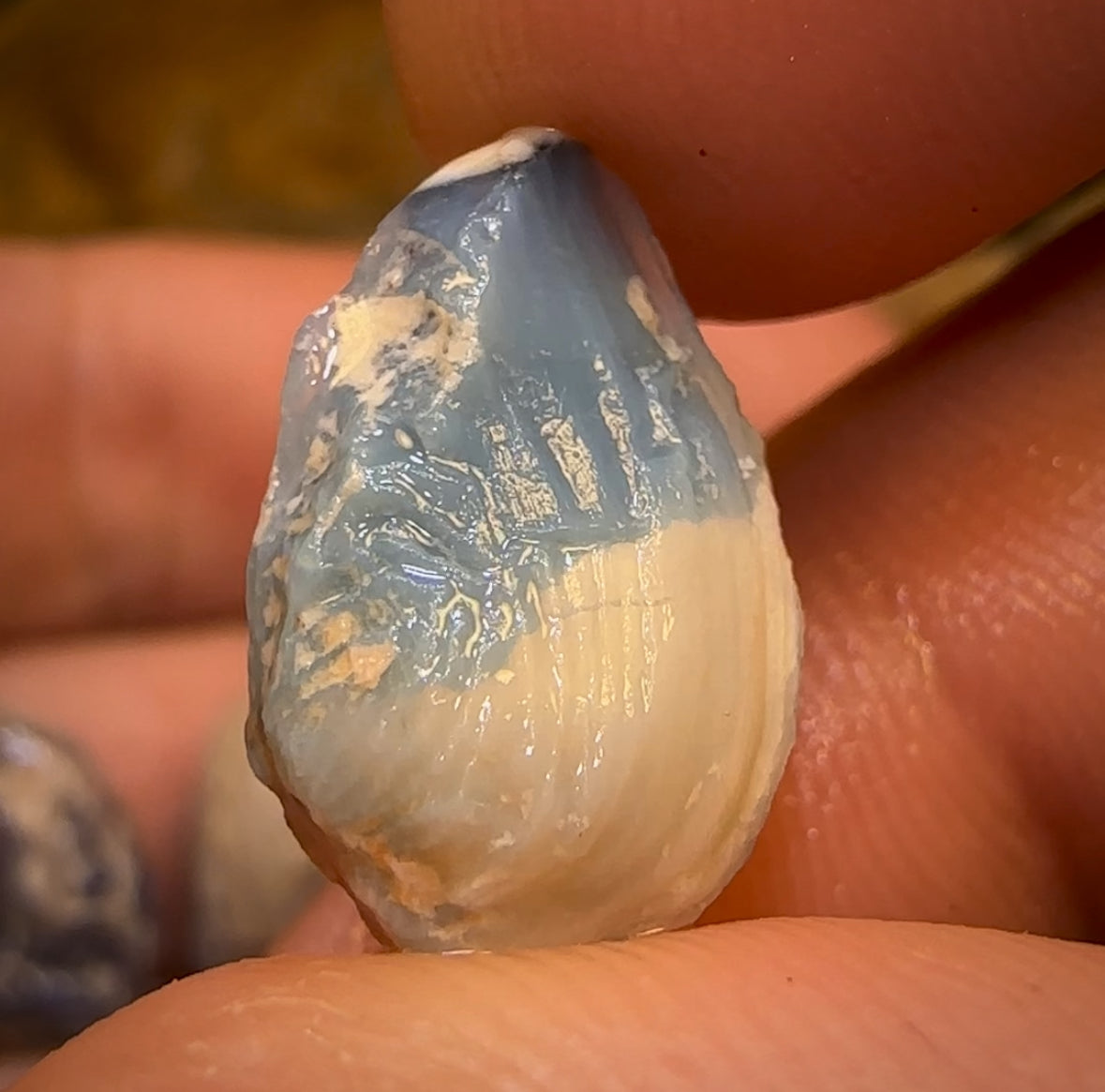 41.2cts - 4x Opalised Shell Geological Specimens from Lightning Ridge