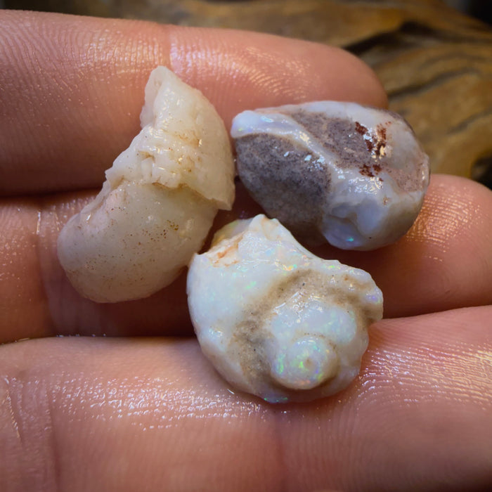 34.2cts - 3x RARE Gastropods Natural Opalised Snail Shell Fossils