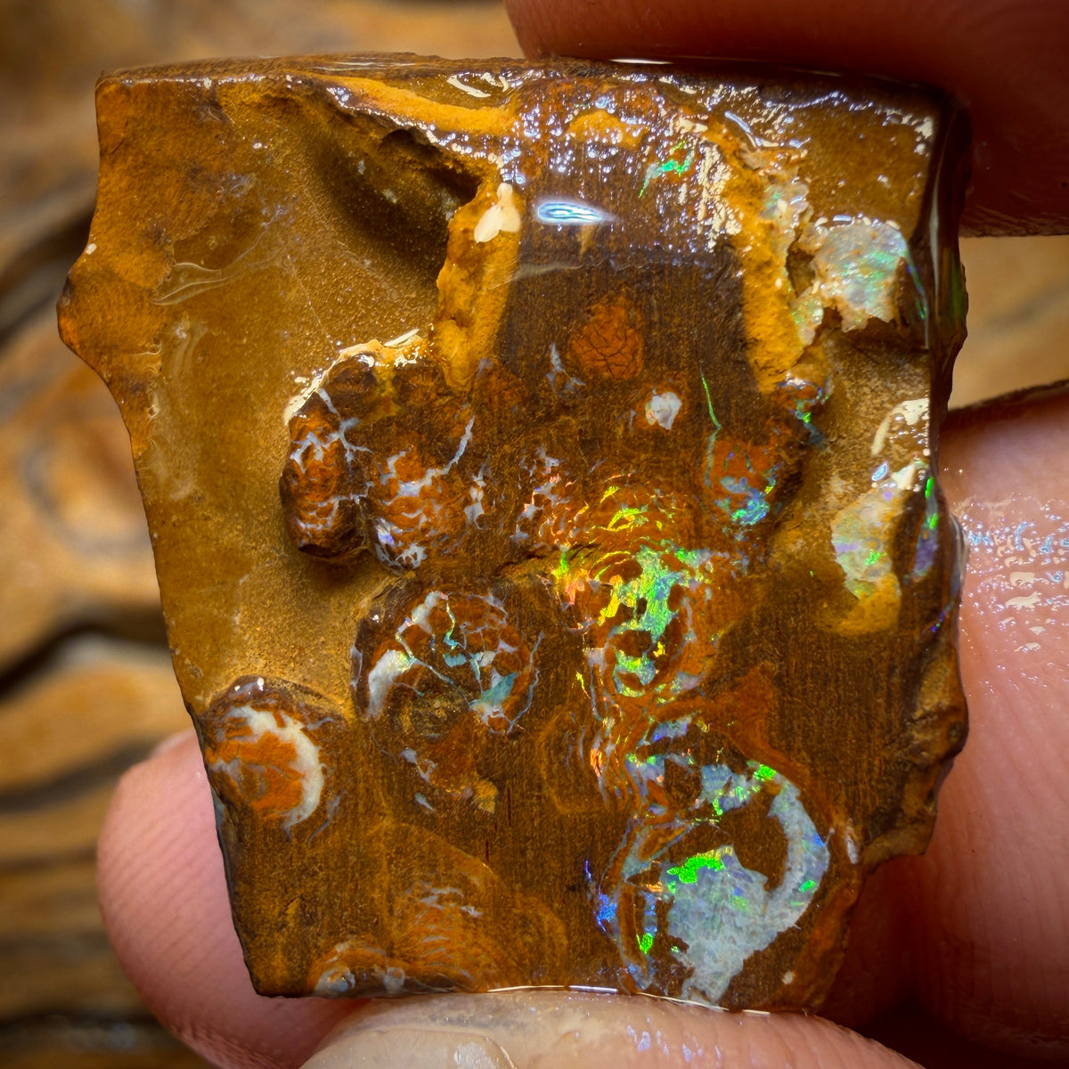 34.4cts - Yowah Nut Opal Rough Preform