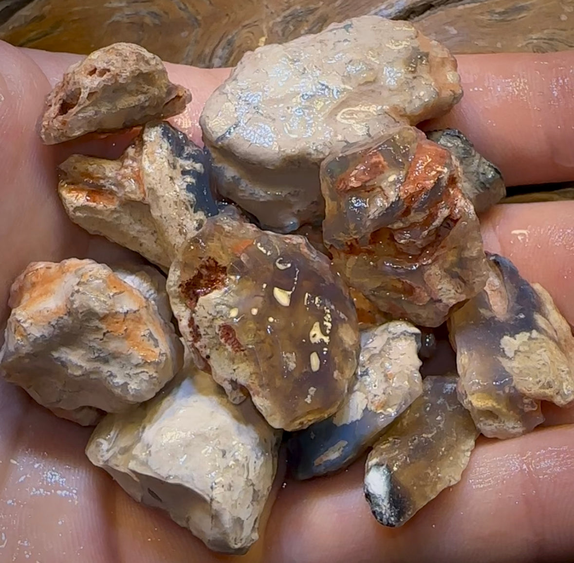 300.5cts - 13x Lightning Ridge Fossil Replacement Opal Rough Parcel Under $2/Ct - Opal Whisperers