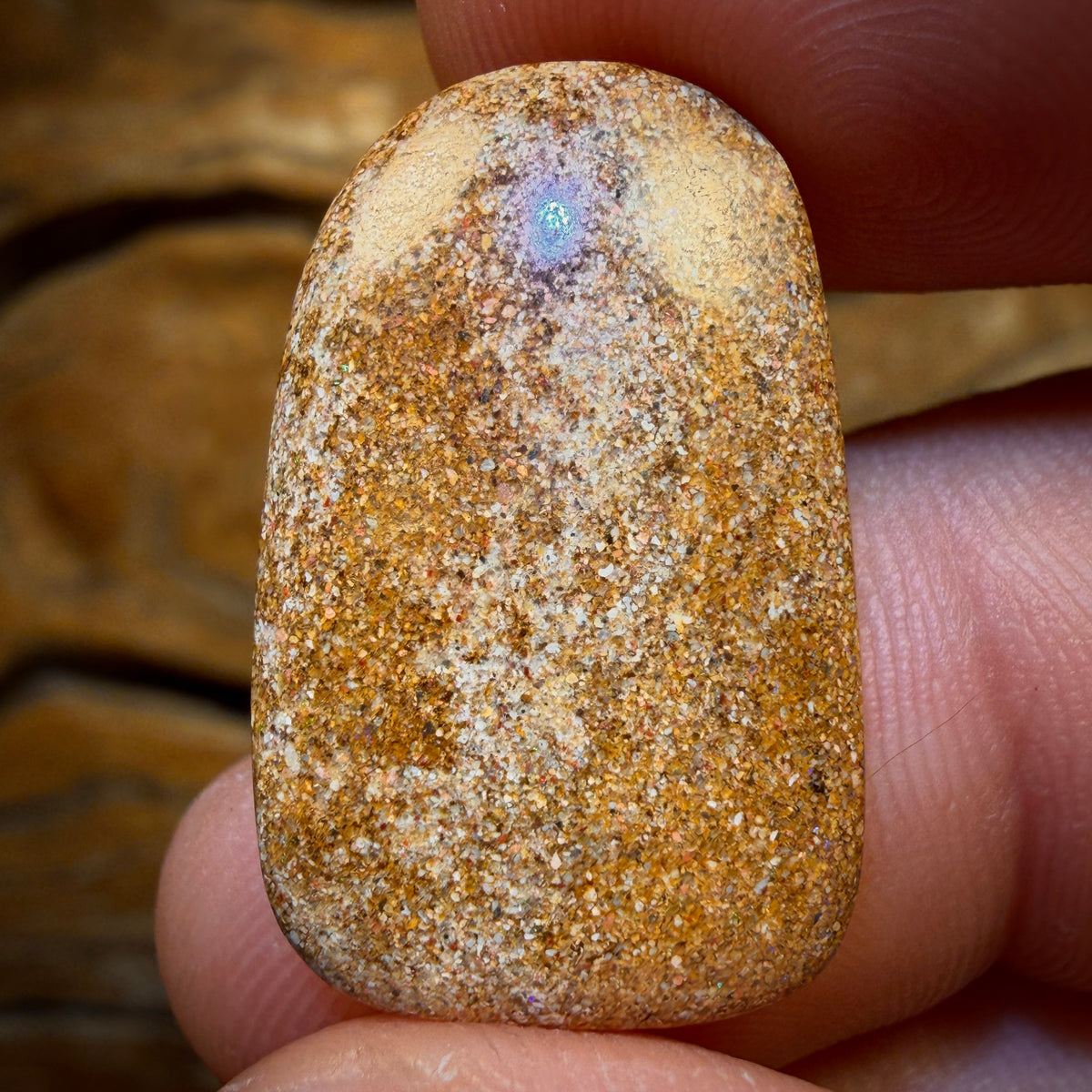 14,9 ct - Opale boulder australienne massive, pierre récifale aquatique