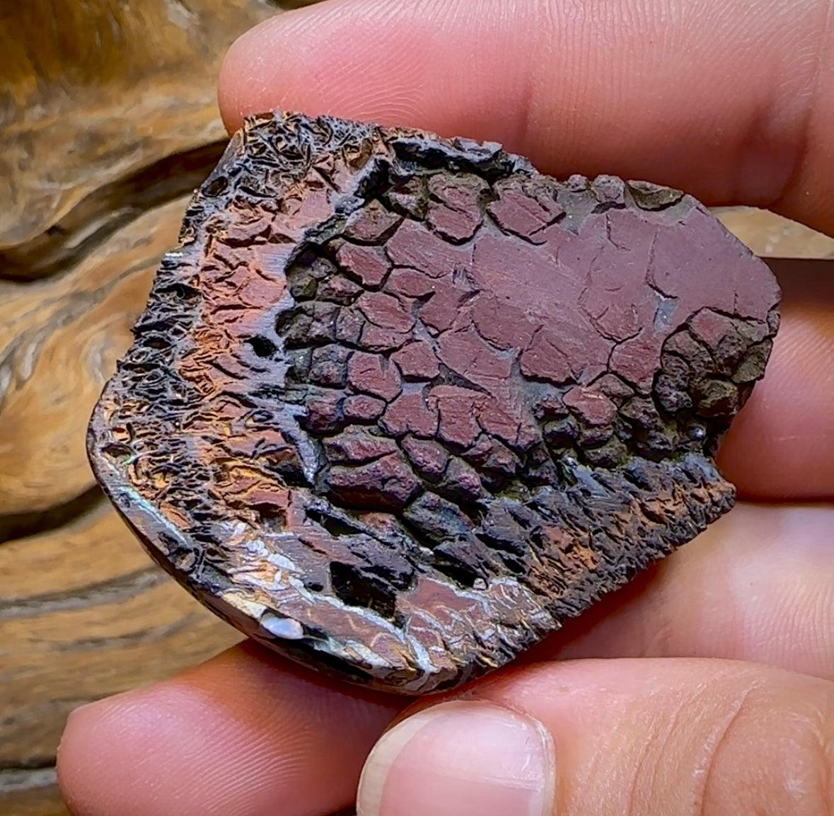 342.9cts - Large Polished Tribal Koroit Nut Opal Specimen - Opal Whisperers