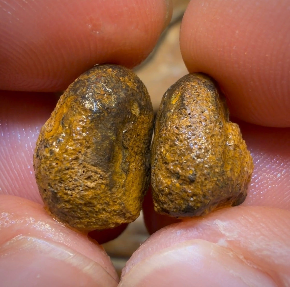 16.8cts - Yowah Jojo Nut Crystal Centre Rough Pair