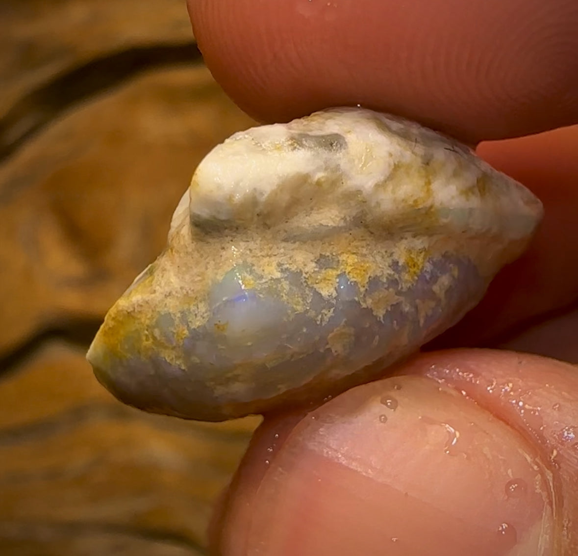 Auction Fall-Through = Your Gain! 🔥 Now More Than 50% Off RRP 🚨 23.8cts - Opalised Shell Rare Geological Specimen from South Australia