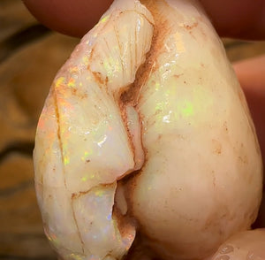 43.2cts - Opalised Shell Rare Geological Specimen from South Australia