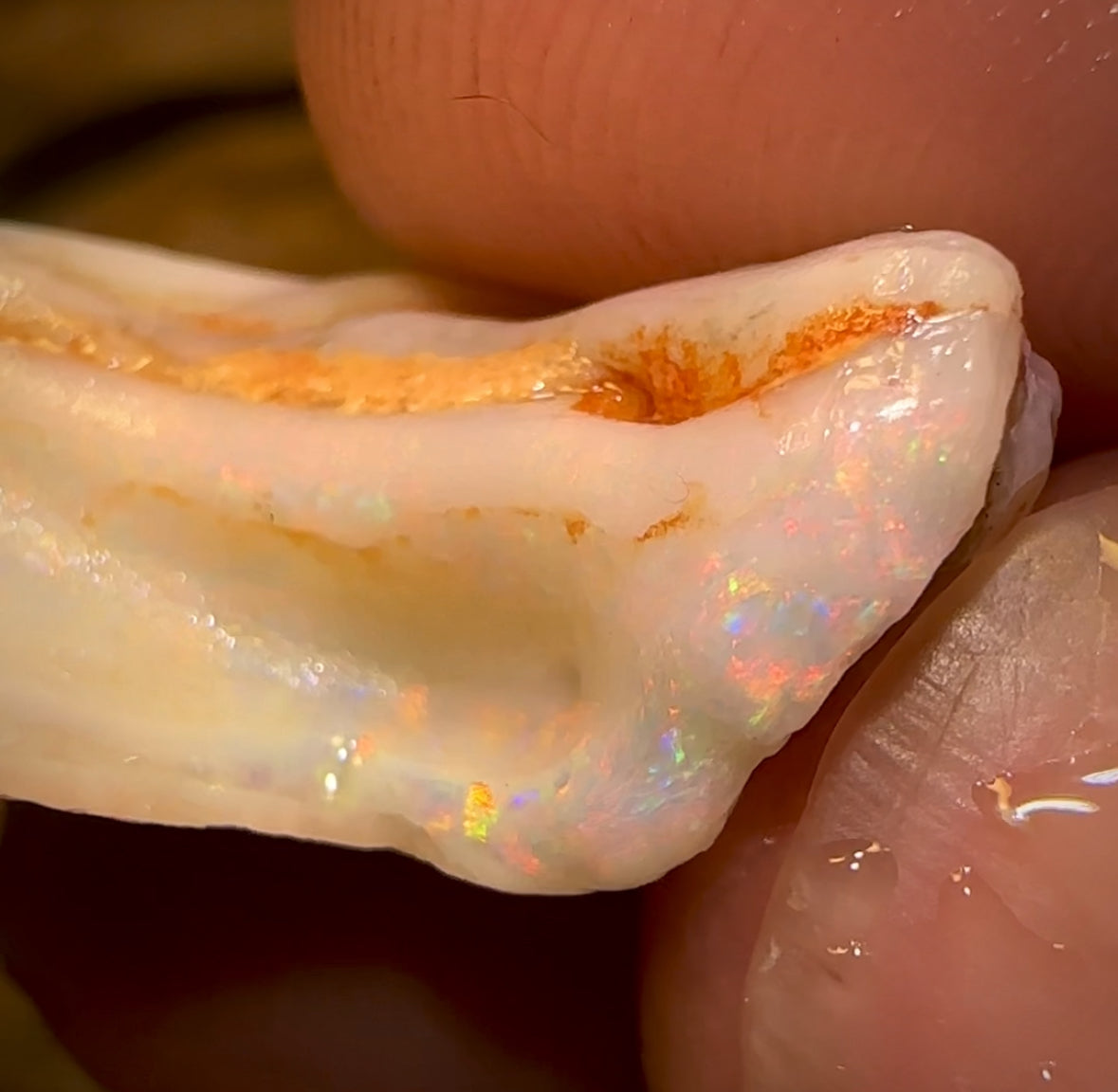 63.9cts - 2 for 1 Opalised Shell Rare Geological Specimen Set from South Australia