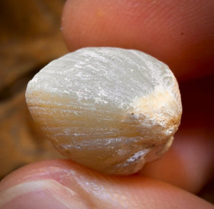 26.3cts - Opalised Shell Rare Geological Rough Specimen from Lightning Ridge
