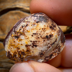 46.8cts - Opalised Shell Geological Specimen from South Australia. Featured on ‘Outback Opal Hunters’!