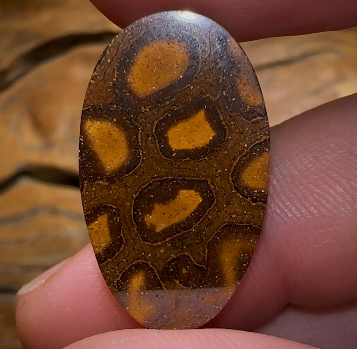 14.1cts - Queensland Boulder Opal. Yowah Nut - Opal Whisperers