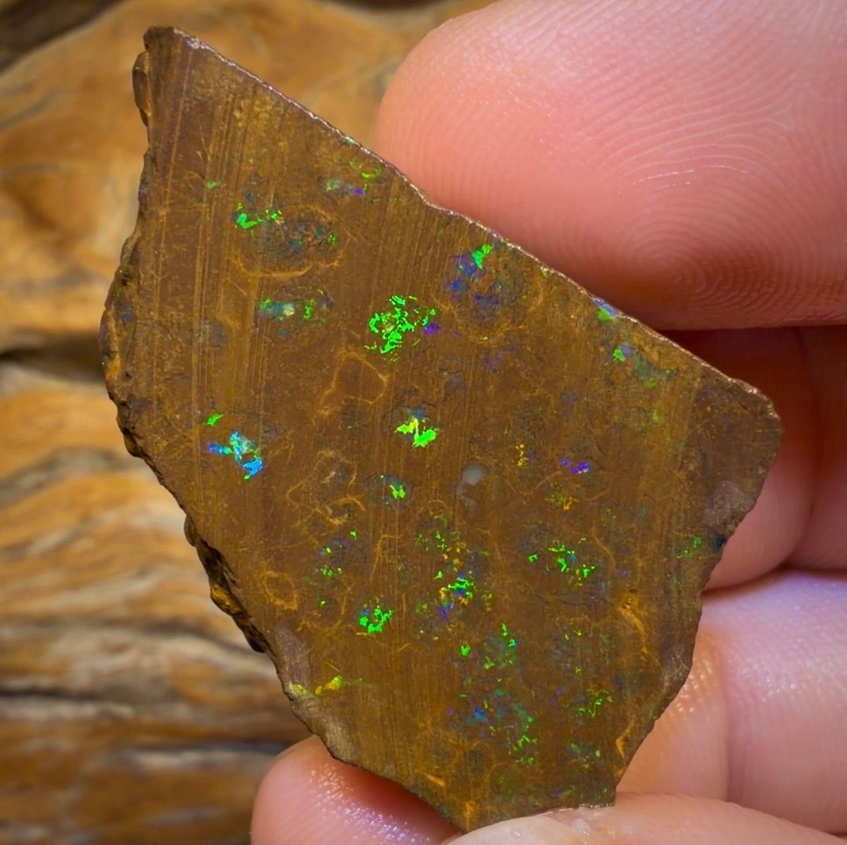 Wildcard! 76.7cts - Australian Boulder Opal Rough Piece. Bubble Band