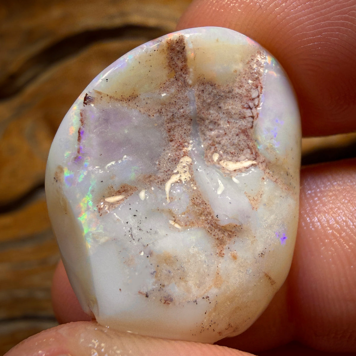 38.5cts - Opalised Shell Geological Specimen from South Australia
