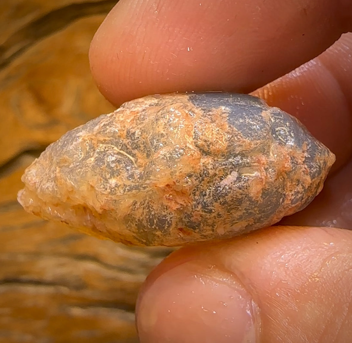 62.3cts - Opalised Shell Rare Geological Specimen from Lightning Ridge