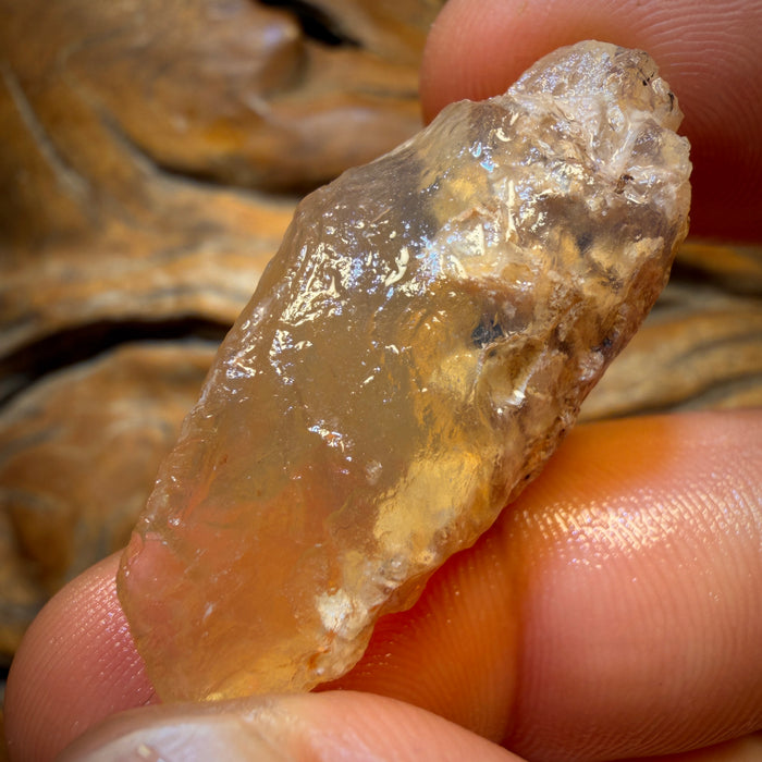 39.5cts - Opalised Shell Geological Specimen from South Australia
