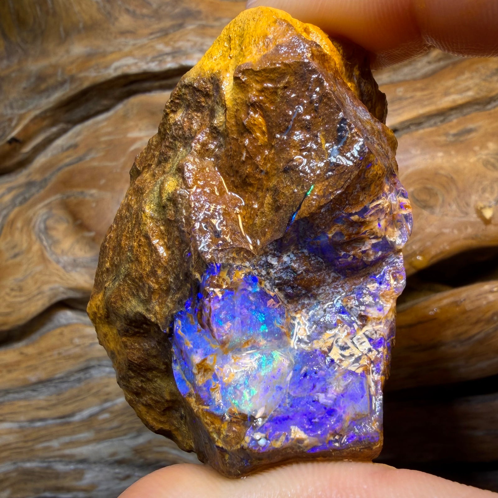 395.7cts - Opalised Fossil Replacement Boulder Opal Rough Piece