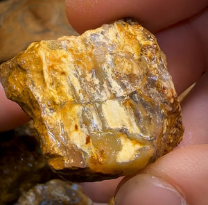 464.5cts - 7x Opalised Wood/Vegetation Fossil Rough Parcel from Yowah