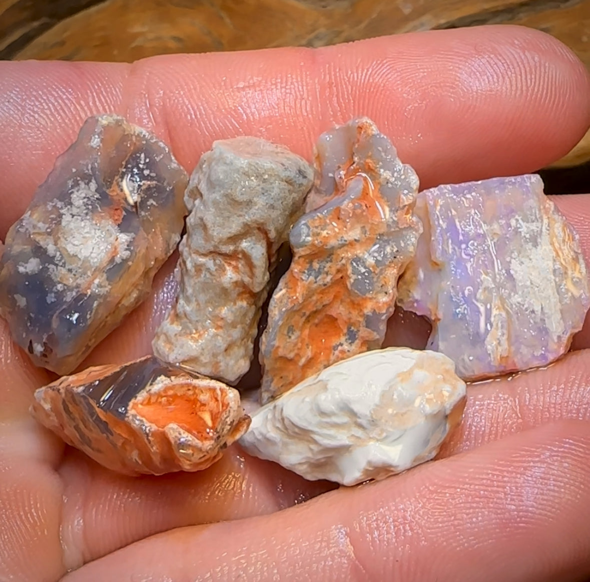 78.6cts - 6x Opalised Fossil Geological Specimens from Lightning Ridge