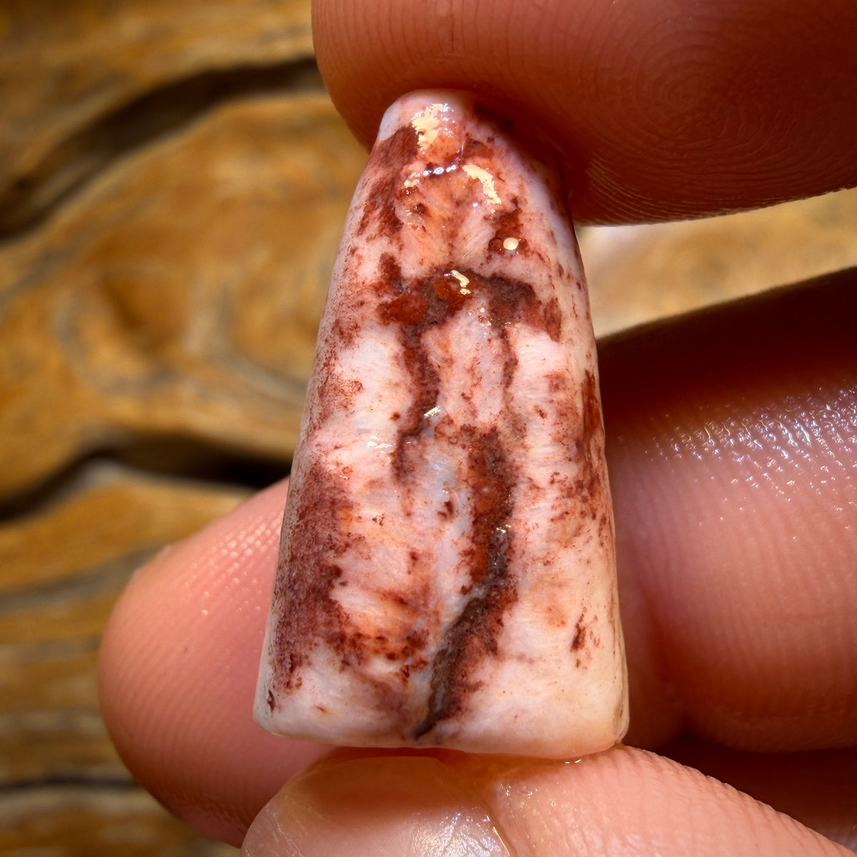 21.8cts - Opalised Belemnite Geological Specimen from South Australia