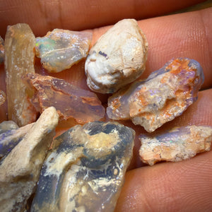 67.9cts - 13x Opalised Fossil Geological Specimens from Lightning Ridge