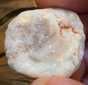 77.9cts - Opalised Shell Rare Geological Specimen from South Australia