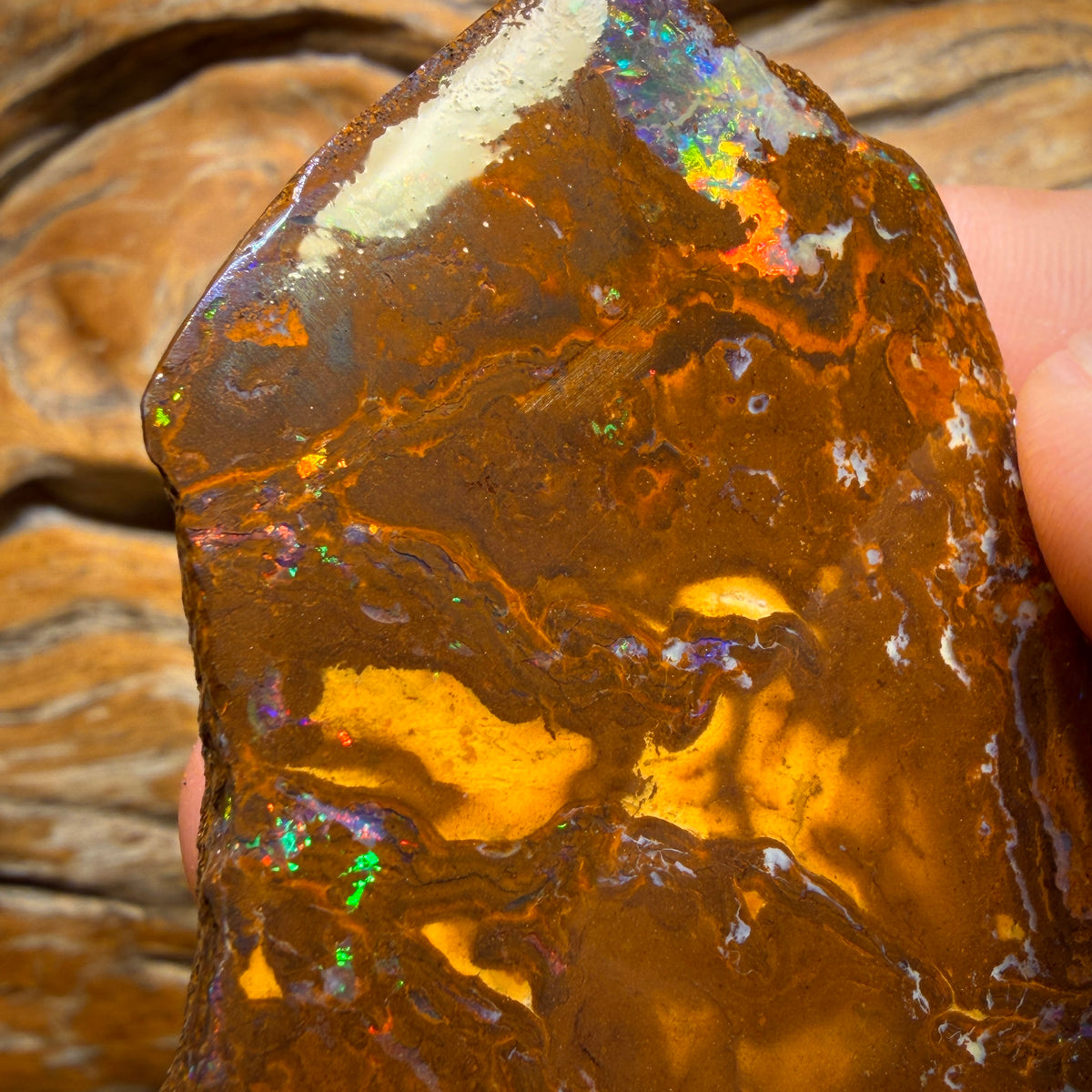 331.3cts - Queensland Boulder Opal Rough Rub from Yowah