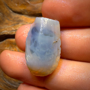 🔨 AUCTION 🔨 No Reserve 27.5cts - Opalised Shell Geological Specimen from South Australia