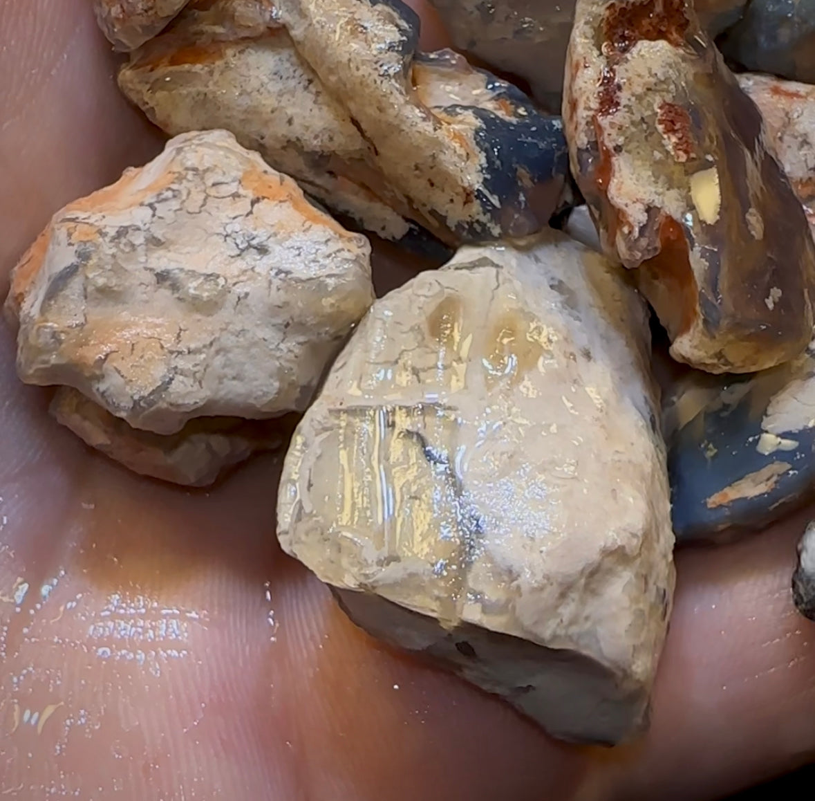 300.5cts - 13x Lightning Ridge Fossil Replacement Opal Rough Parcel Under $2/Ct - Opal Whisperers