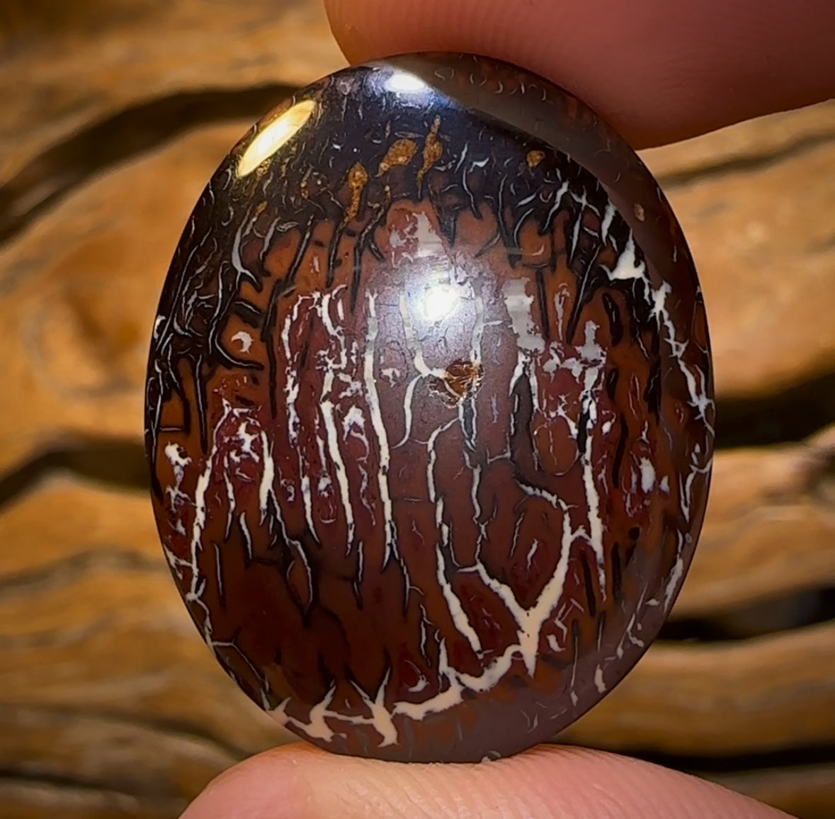 45.3cts - Queensland Boulder Opal from Koroit