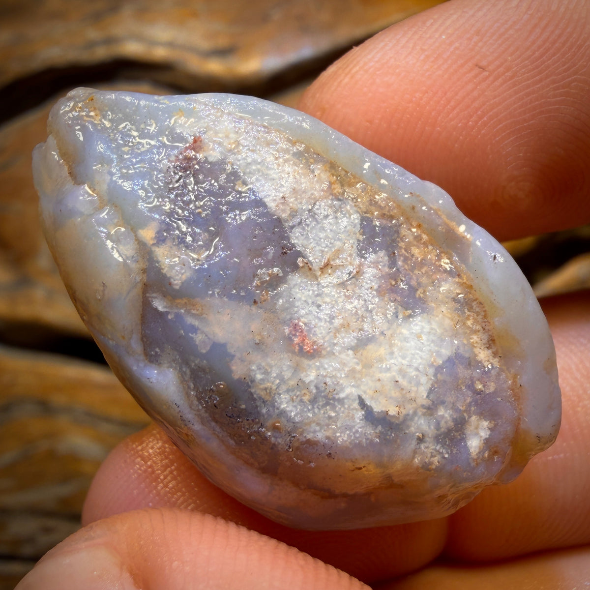 73.8cts - Opalised Shell Geological Specimen from South Australia. Featured on ‘Outback Opal Hunters’!