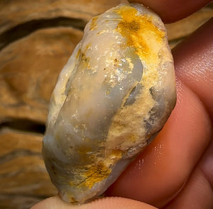 78.6cts - Opalised Shell Rare Geological Specimen from South Australia Good Size