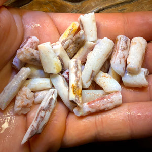 3 for $149! South Australian Fossil Belemnite Rough Opal Specimens. BULK LISTING BARGAIN