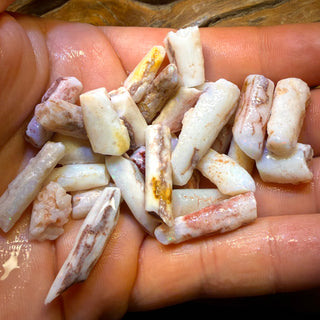 3 for $149! South Australian Fossil Belemnite Rough Opal Specimens. BULK LISTING BARGAIN