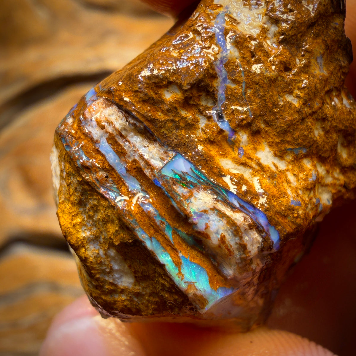 92.1cts - Vegetation Fossil Replacement Boulder Opal Rough Piece