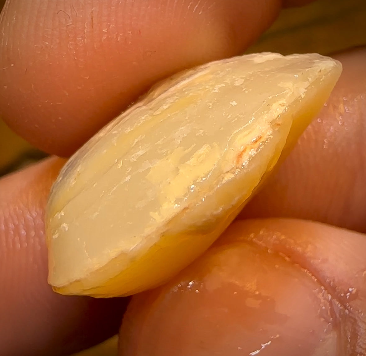 20.9cts - Opalised Shell Rare Geological Specimen from Lightning Ridge