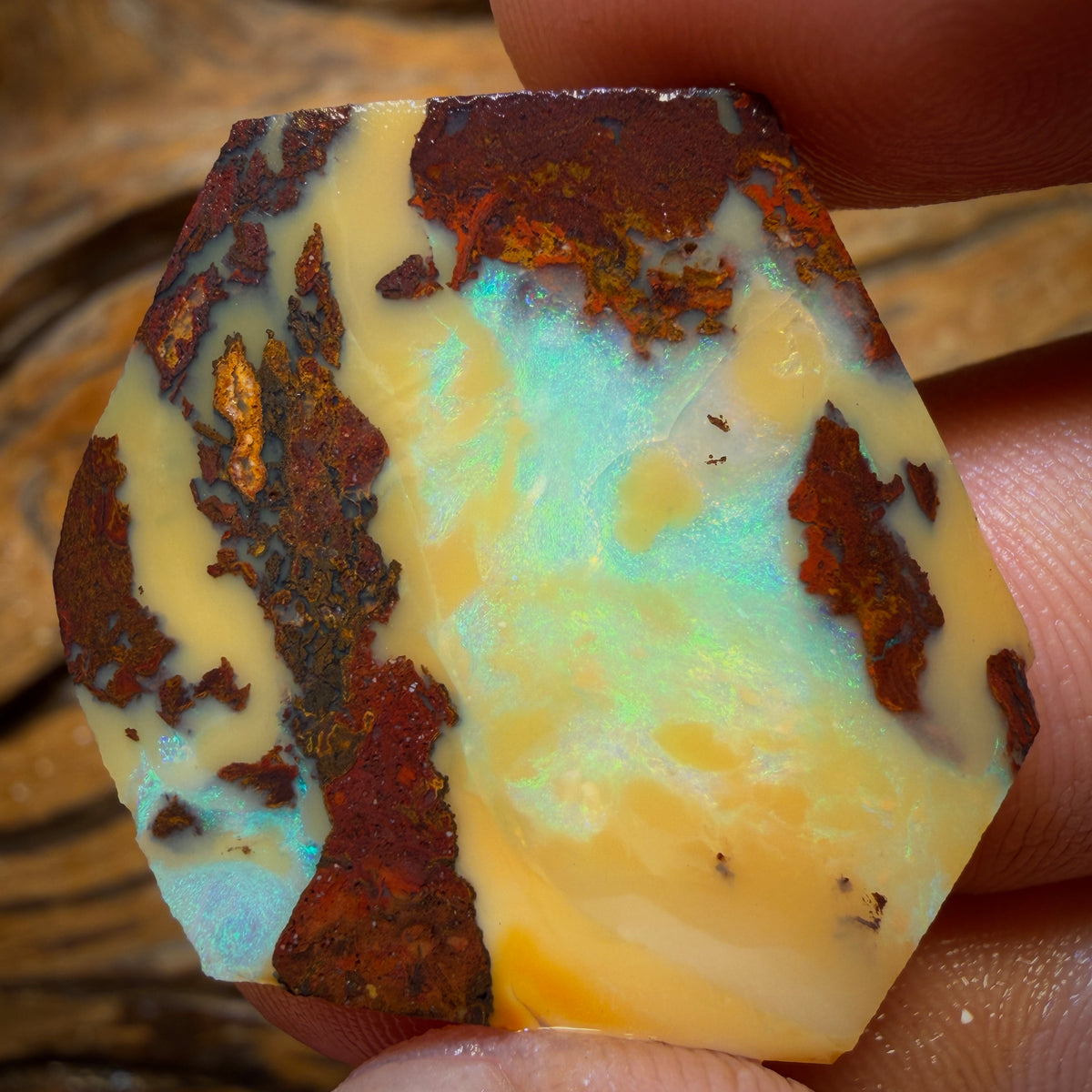 41.7cts - Yowah Nut Opal Rough Preform