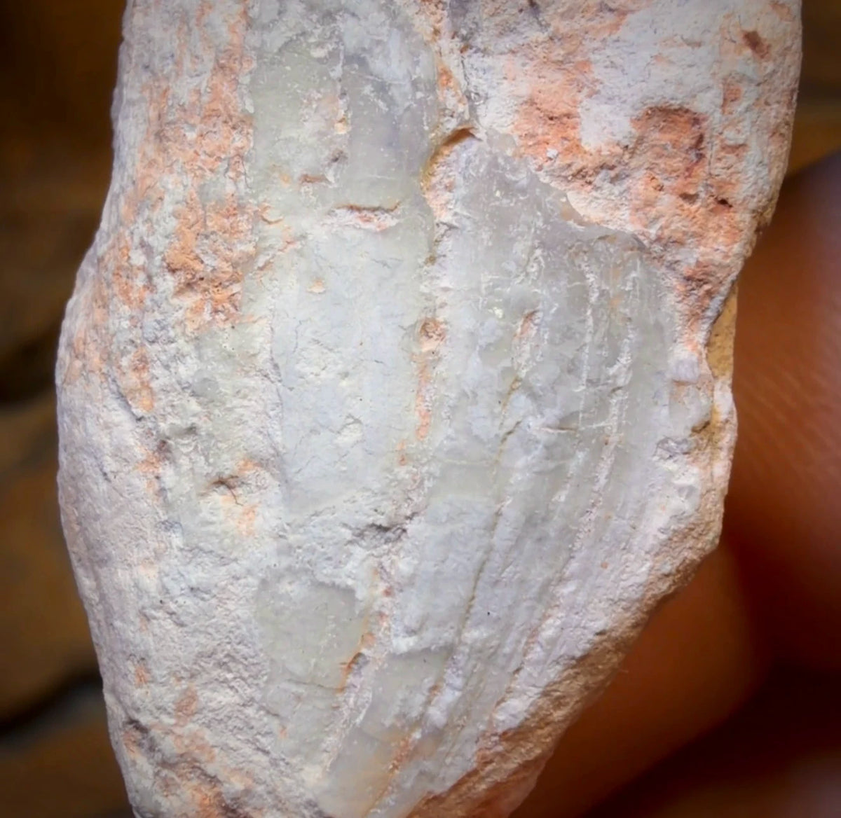 62.4cts - Opalised Shell Rare Geological Rough Specimen from Lightning Ridge