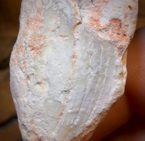 62.4cts - Opalised Shell Rare Geological Rough Specimen from Lightning Ridge