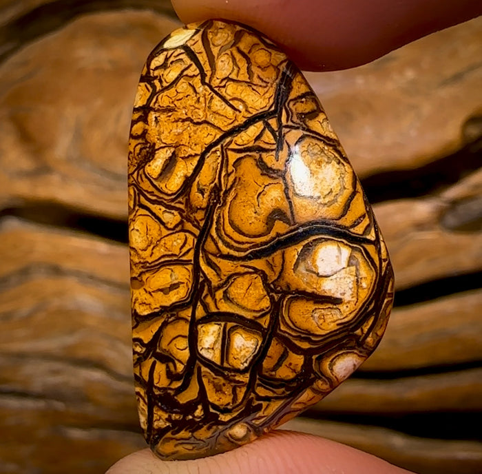 🔨 AUCTION 🔨 20.3cts - Yowah Nut Top Tribal Pattern Opal