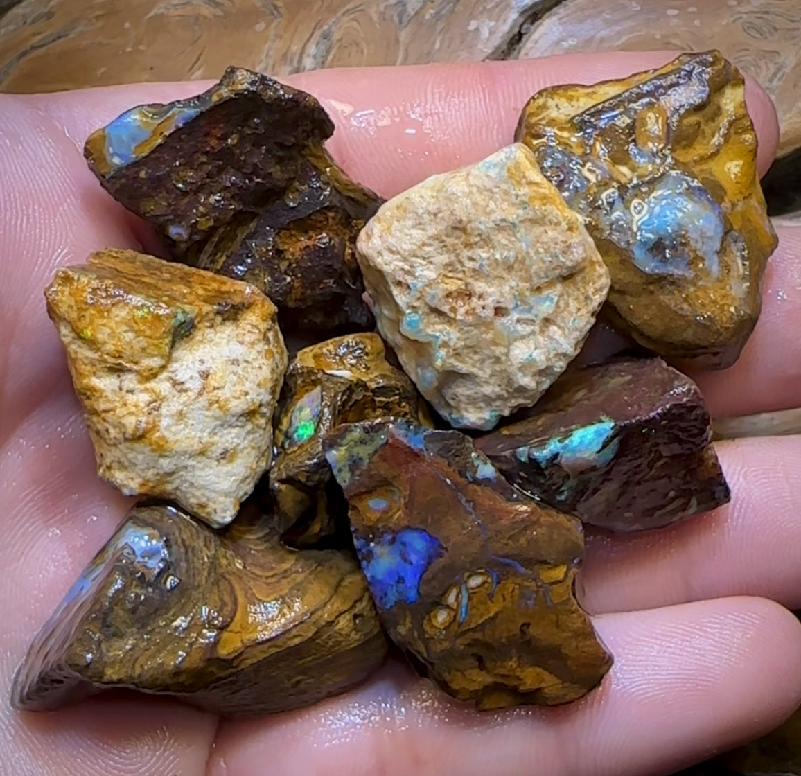 Auction Fall-Through = Your Gain! 🔥 Now More Than 50% Off RRP 🚨 335cts - 8x Opalised Wood/Vegetation Fossil Rough Parcel from Yowah