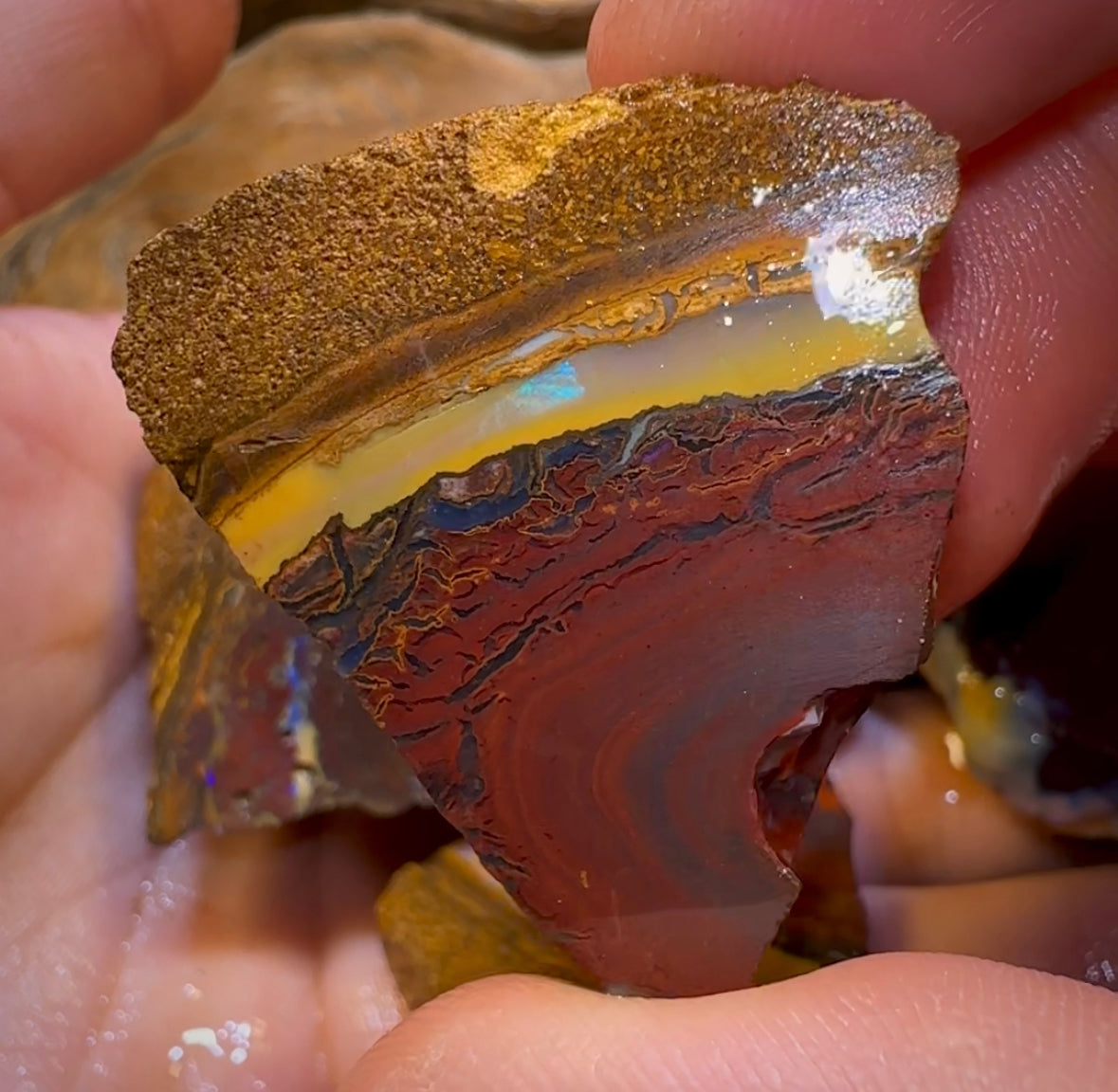 193.1g - 7x Koroit Nut Rough Opal Parcel - Opal Whisperers