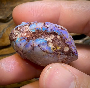 115.9cts - Opalised Shell Geological Specimen from South Australia