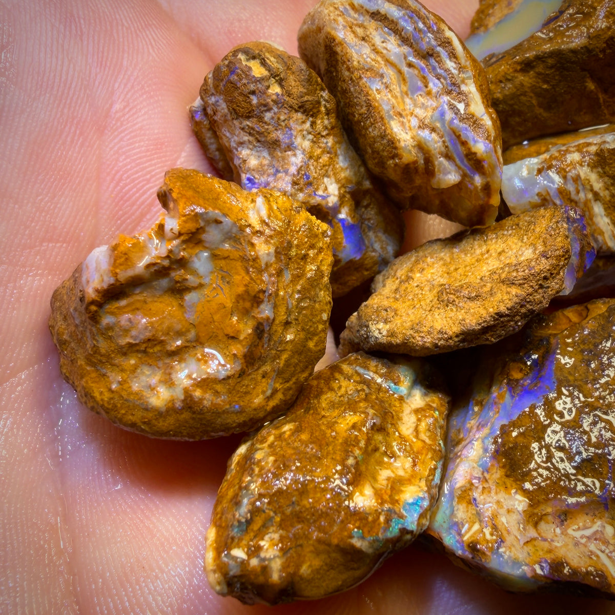 🔒311.5cts - 10x Opalised Wood/Vegetation Fossil Rough Parcel from Yowah