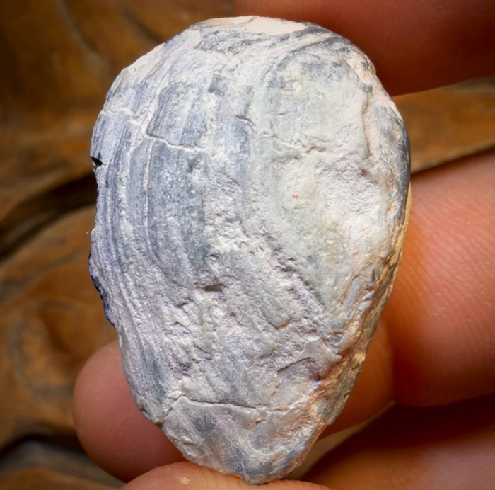 🔨 AUCTION 🔨 42.8cts - Opalised Shell Rare Geological Rough Specimen from Lightning Ridge
