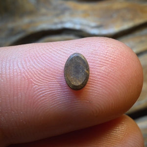 🔨 AUCTION 🔨 No Reserve 0.3cts - Australian Boulder Opal Doublet